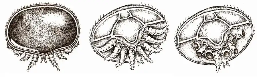 نمای پشتی کنه سالم، نمای شکمی کنه سالم، و نمای شکمی کنه با پاهای آسیب‌دیده