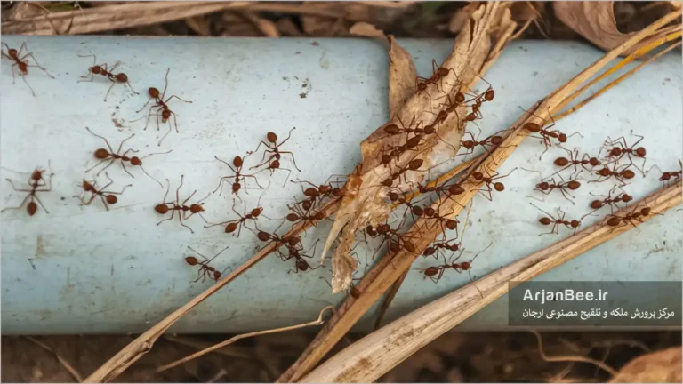 مورچه‌های آرژانتینی، استثنایی تهاجمی