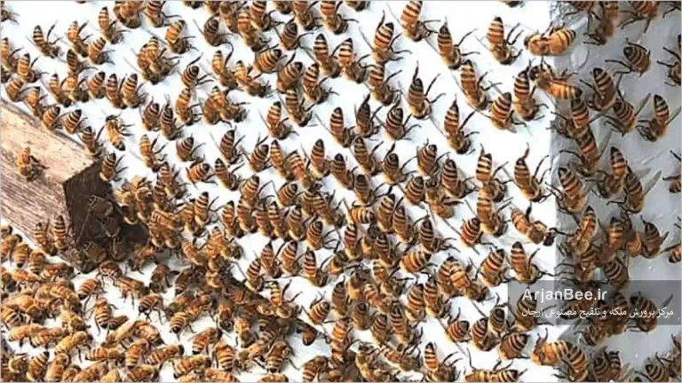 رفتار شست و شویی در زنبور عسل