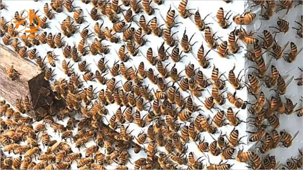 رفتار واش‌بردینگ (Washboarding) در زنبورهای عسل