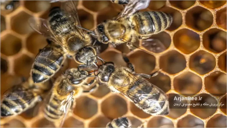 زنبورها از طریق تروفالاکسیس غذای خود را با یکدیگر مبادله می‌کنند و اطلاعات را منتقل می‌کنند. به زبان‌های کشیده‌شان توجه کنید.