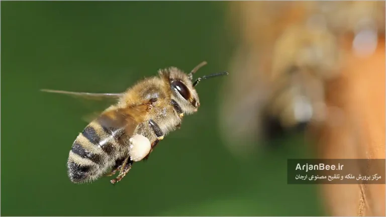 جمع آوری گرده گل توسط زنبور عسل