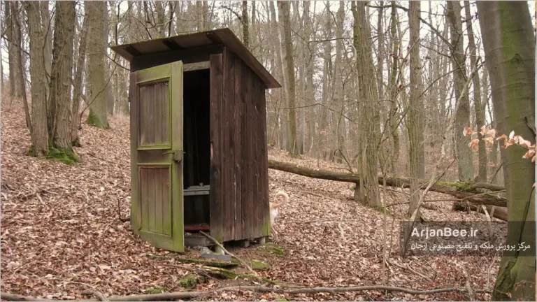 چرا زنبورعسل جذب سرویس‌های بهداشتی می شوند