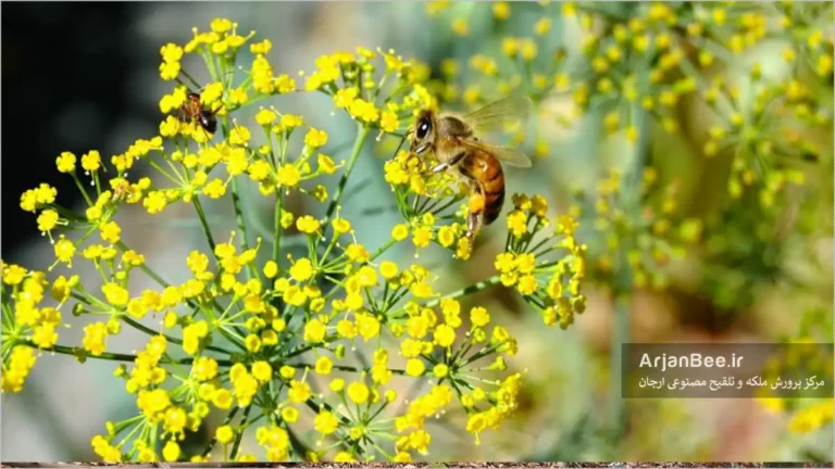 جمع آوردی شهد و گرده