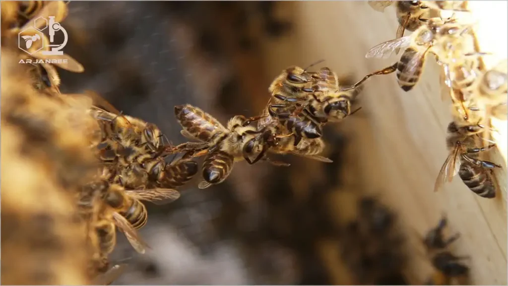 فستون یا زنجیر بستن زنبورهای عسل