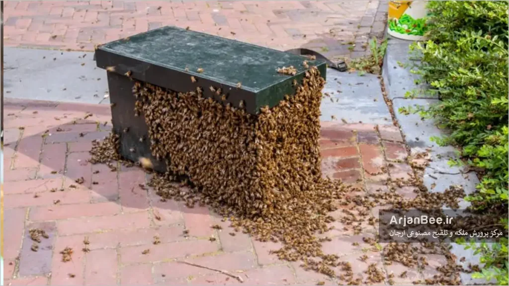 گرفتن بچه کندو