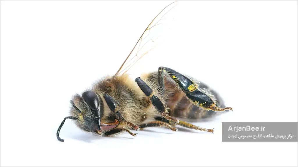 حفاظت از زنبور عسل