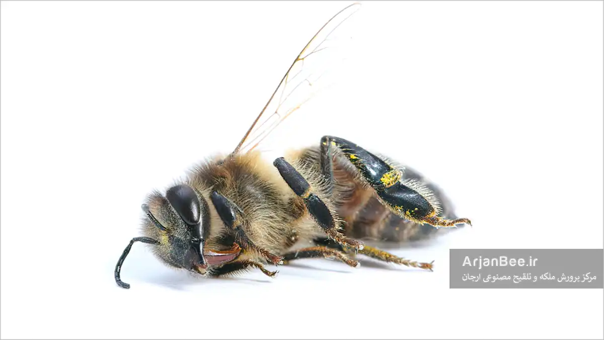 زنبور در حال مرگ