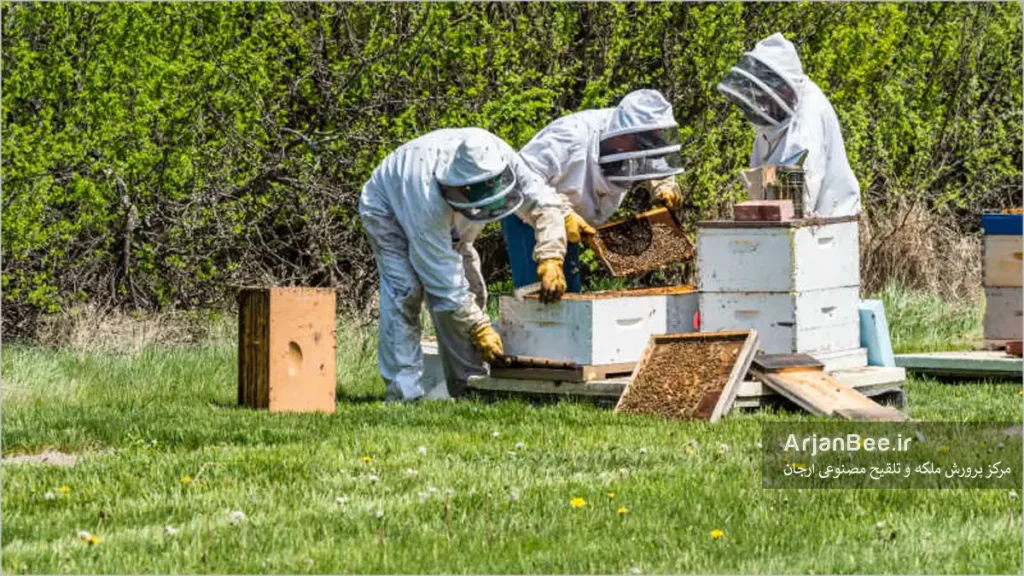 زنبوردار در حال تقسیم کندو