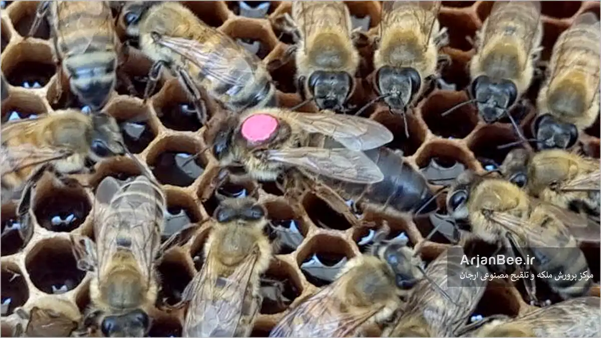 ملکه کارنیکا به همراه  ملازمان