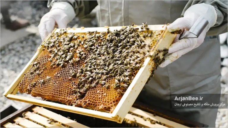 بازرسی کندو