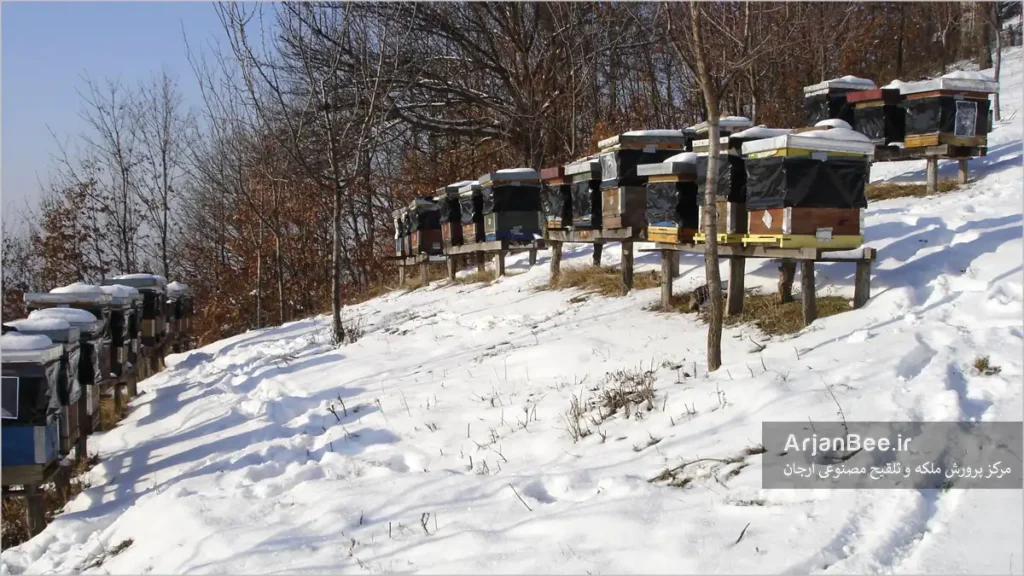 زمستان گذرانی کندوهای زنبور عسل