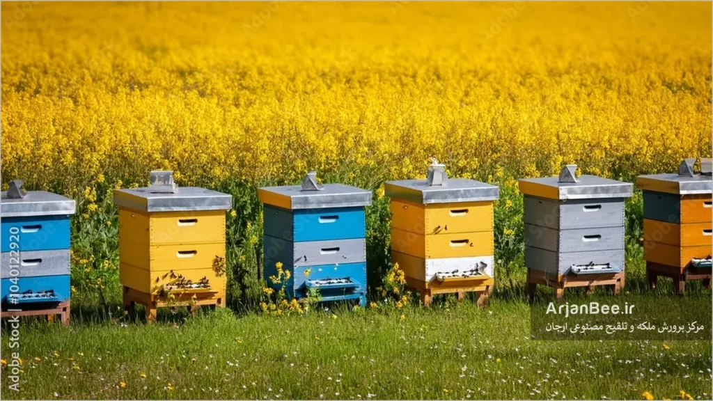 زنبورستان کنار مزرعه کلزا