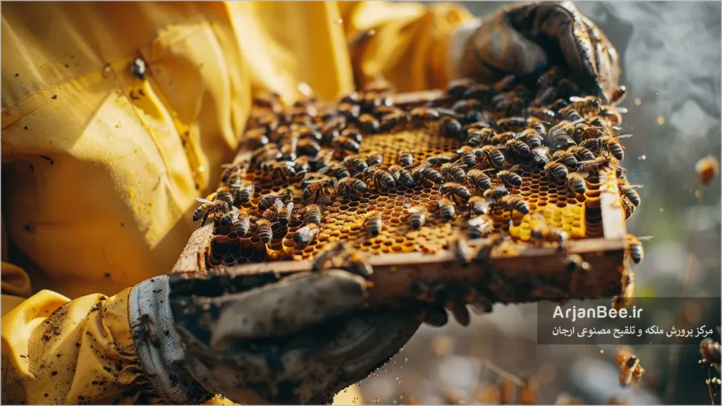 بازدید کندوی زنبور عسل