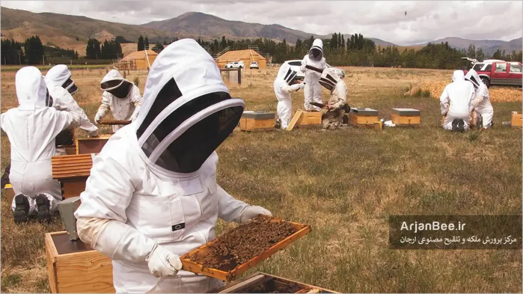 زنبوردارها در حین بازرسی کندوها