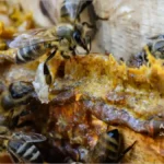 استفاده زنبورها از بره موم در کندو