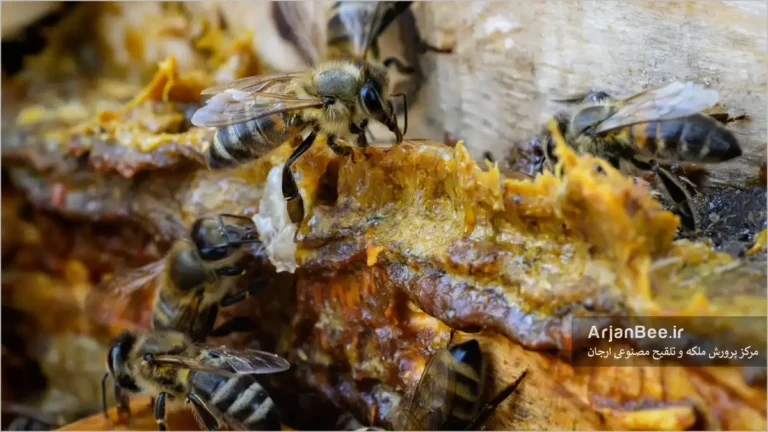 استفاده زنبورها از بره موم در کندو