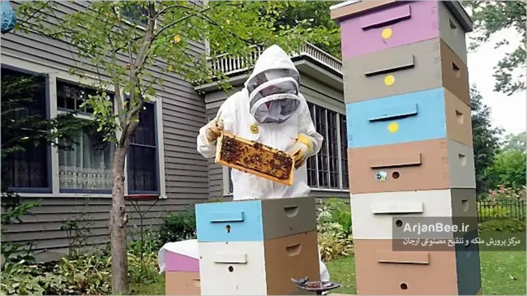 زنبورداری در مناطق مسکونی