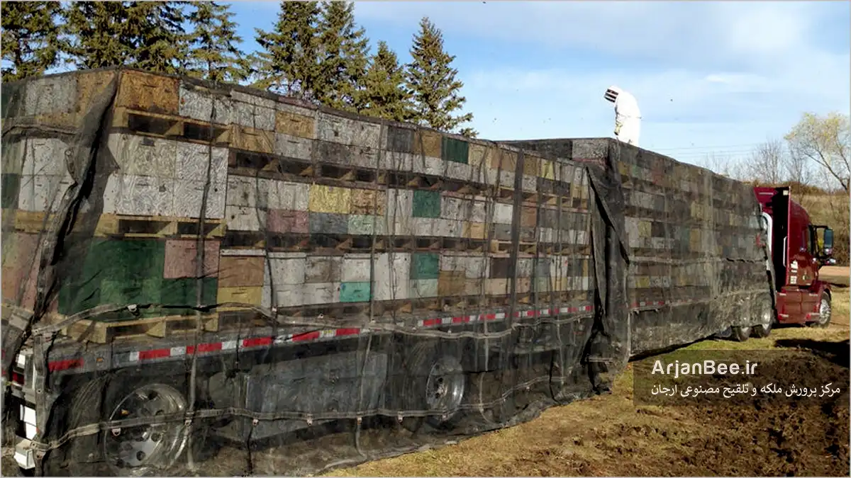 کشیدن تور روی کندوهای زنبور عسل هنگام جابه جایی