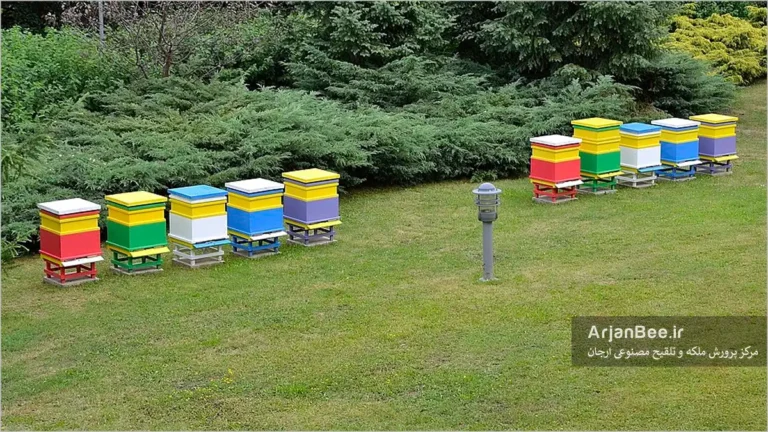 قرار گرفتن کندوهای زنبورعسل