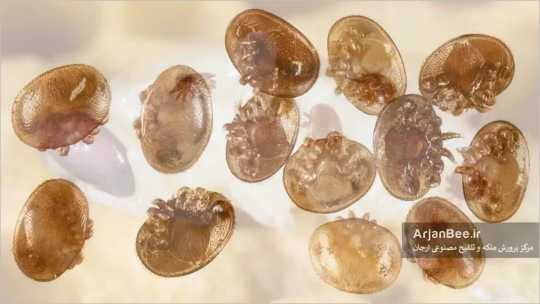 کنه های واورآ