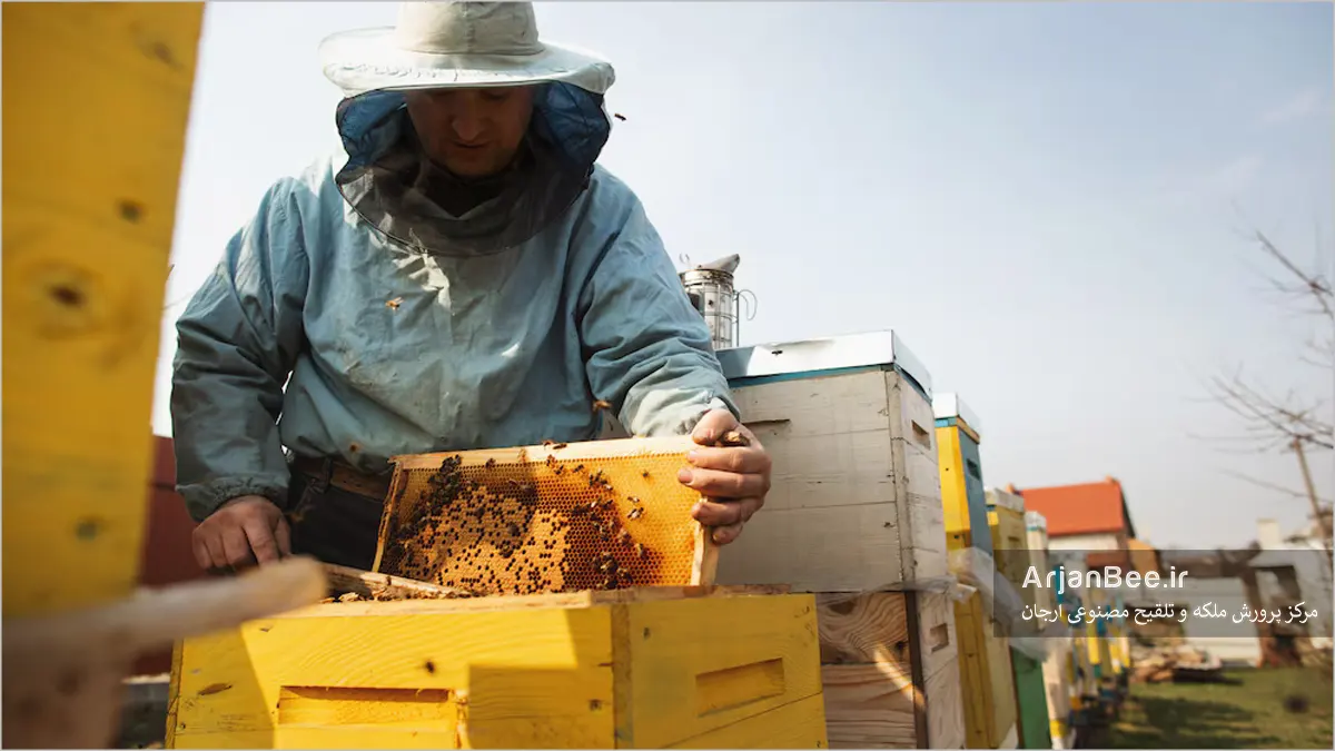 بازرسی کندو بوسیله زنبوردار