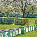 استقرار کندوهای زنبور عسل