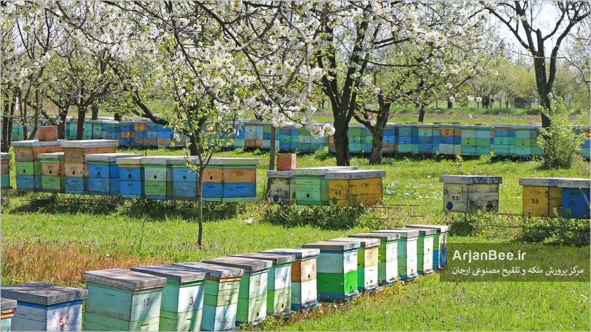 استقرار کندوهای زنبور عسل
