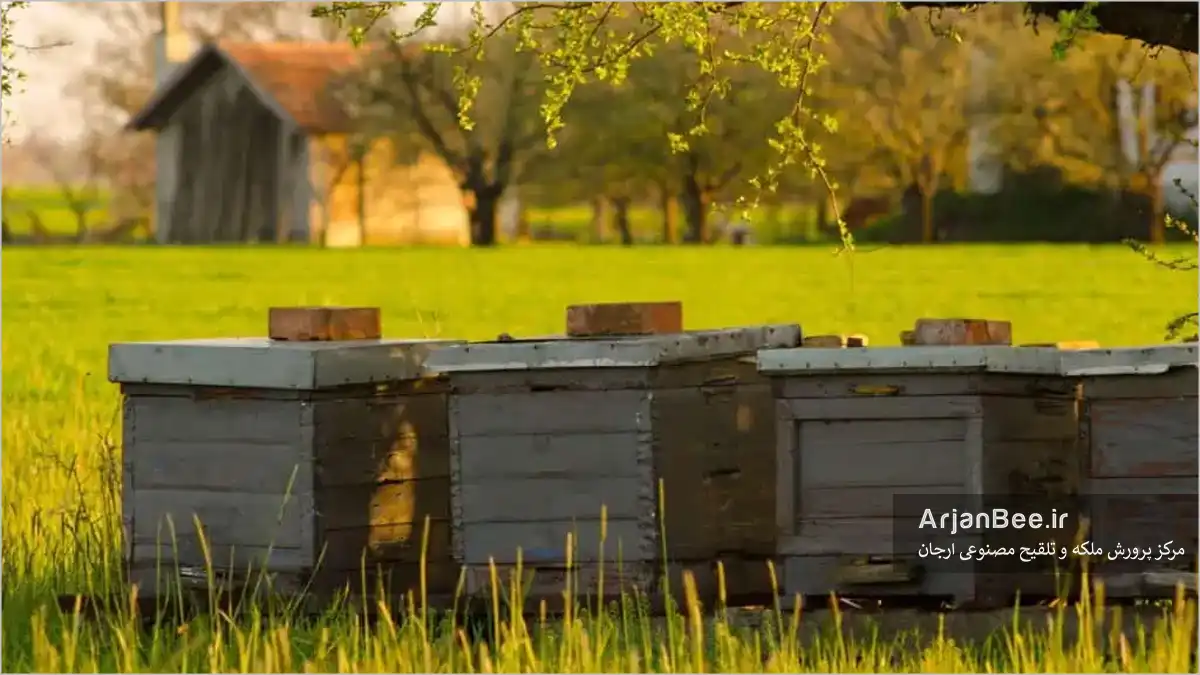 فاصله کندوها از خانه