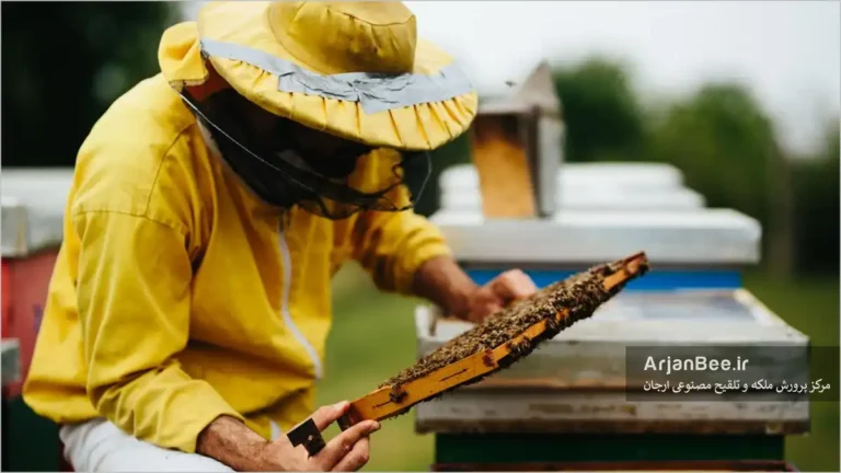 بازدید کندو بوسیله زنبوردار