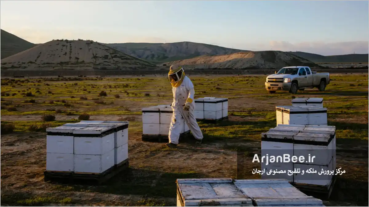 استقرار کنوها رو پالت ها