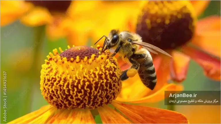 جمع آوری شهد و گرده توسط زنبور کارگر