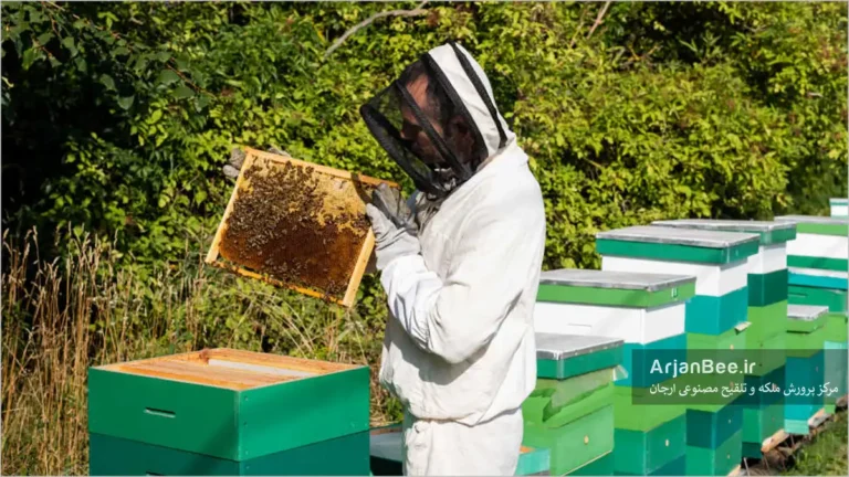 یک زنبوردار در حال بازرسی کندوی زنبورعسل