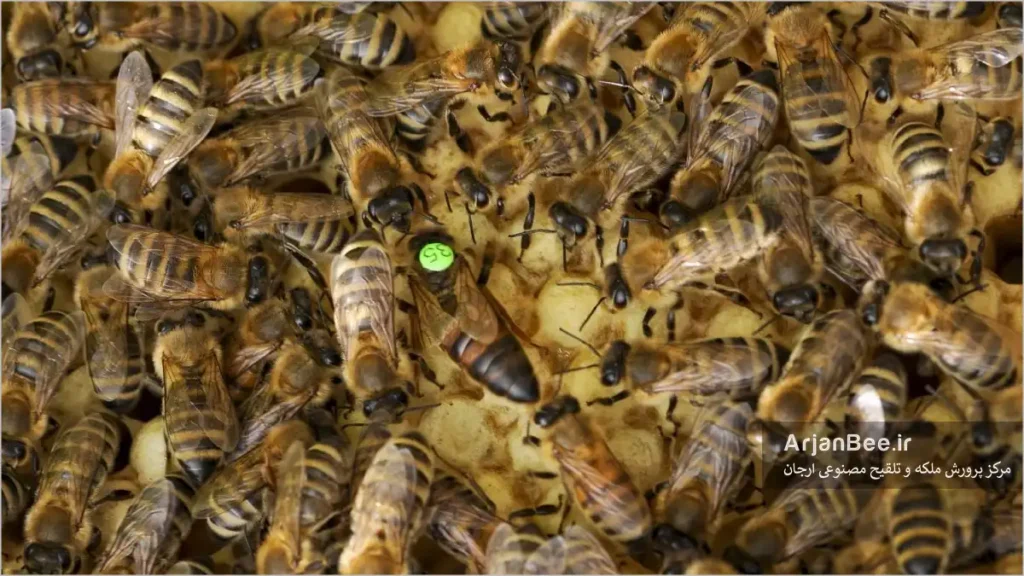چیدن بال ملکه زنیور عسل