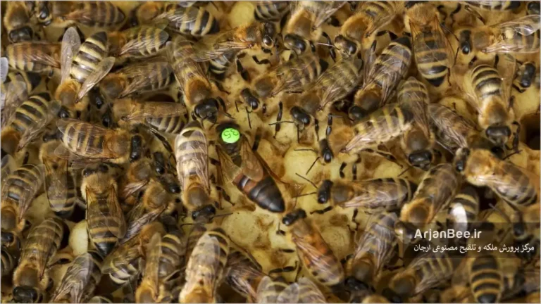 چیدن بال ملکه زنیور عسل