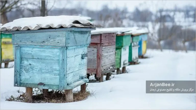 زمستان گذرانی کندوهای زنبور عسل