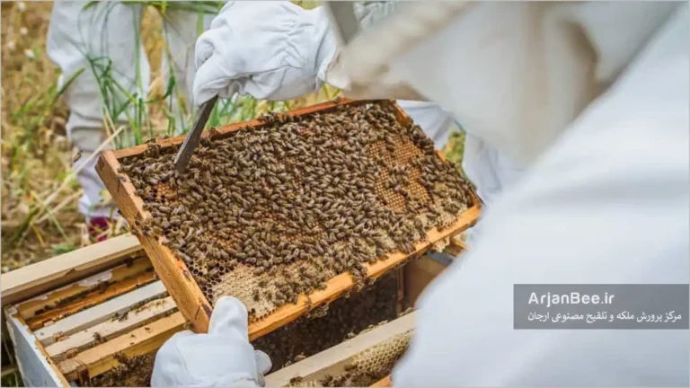 بازرسی کندو