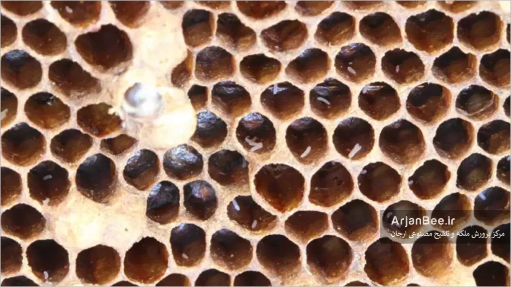 وجود تخم روی دیواره‌های سلول‌های نوزاد