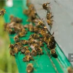 ورودی کندوی زنبور عسل