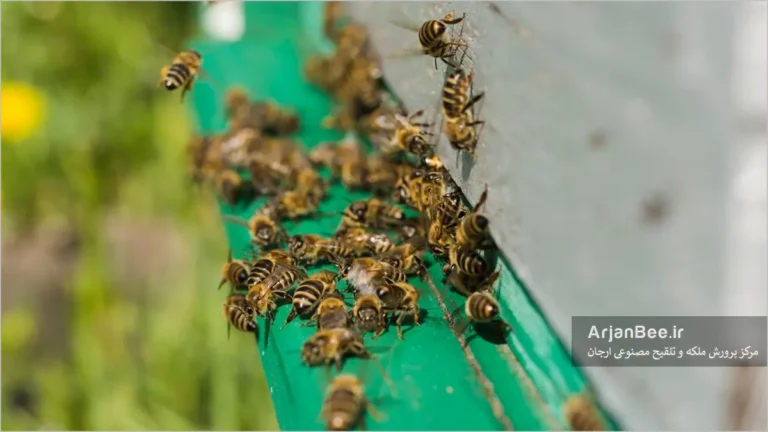 ورودی کندوی زنبور عسل