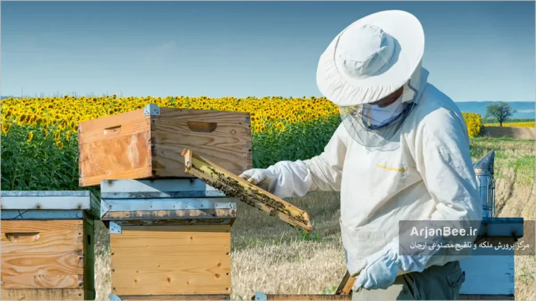 زنبوردار در حال کار در مزرعه آفتابگردان