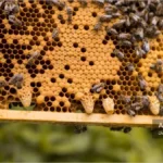 تولید ملکه اضطراری در کندو