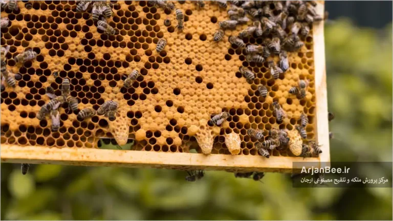 تولید ملکه اضطراری در کندو