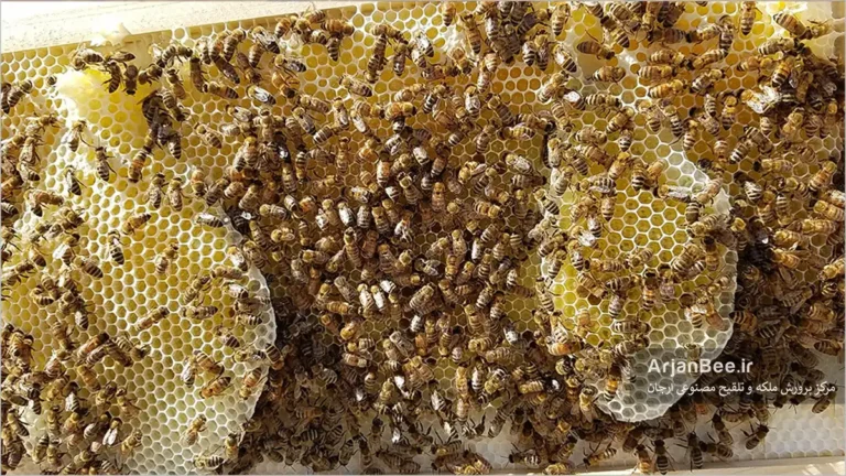 هرزه بافی تکیه گاه (Brace Comb)