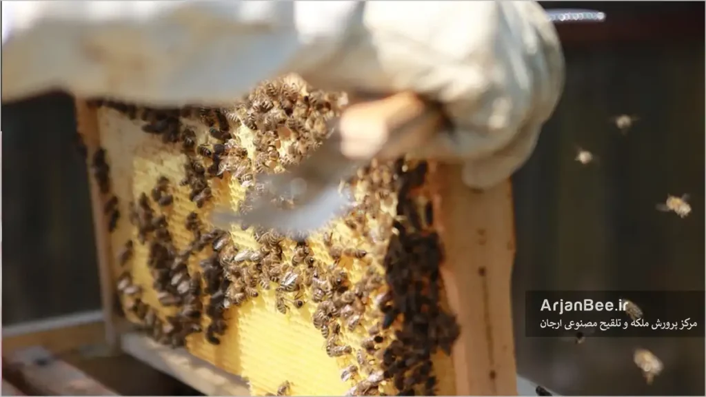 بازدید قاب زنبور بوسیله زنبوردار