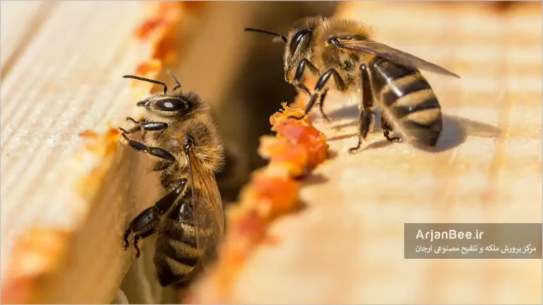 بره موم زنبورعسل