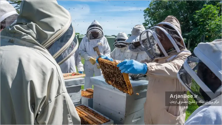 تحقیقات زنبورداری