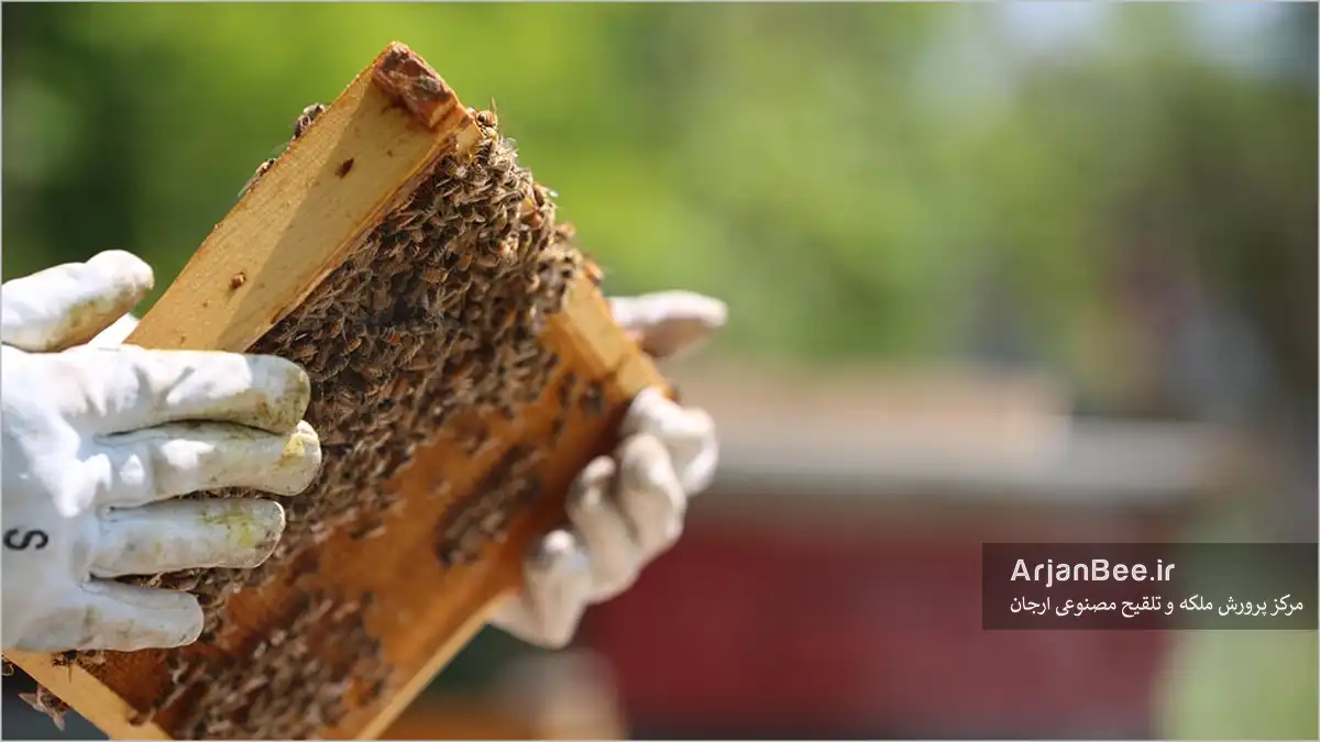 بازدید کندو