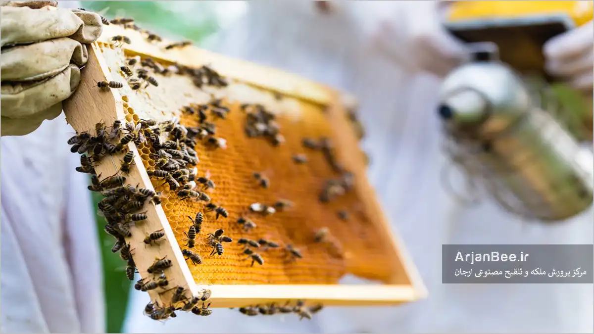 پایش و شناسایی آفات