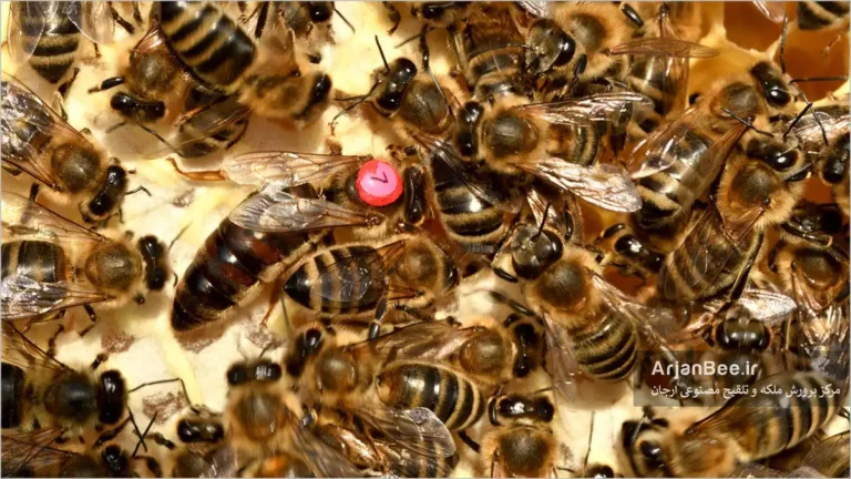 ملکه زنبور عسل رنگ شده